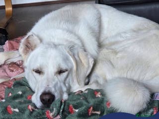 Mixed Breed dogs Meet Lucky, currently residing in Aberdeen - Advert 1