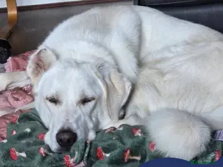 Mixed Breed dogs Meet Lucky, currently residing in Aberdeen - Advert 16