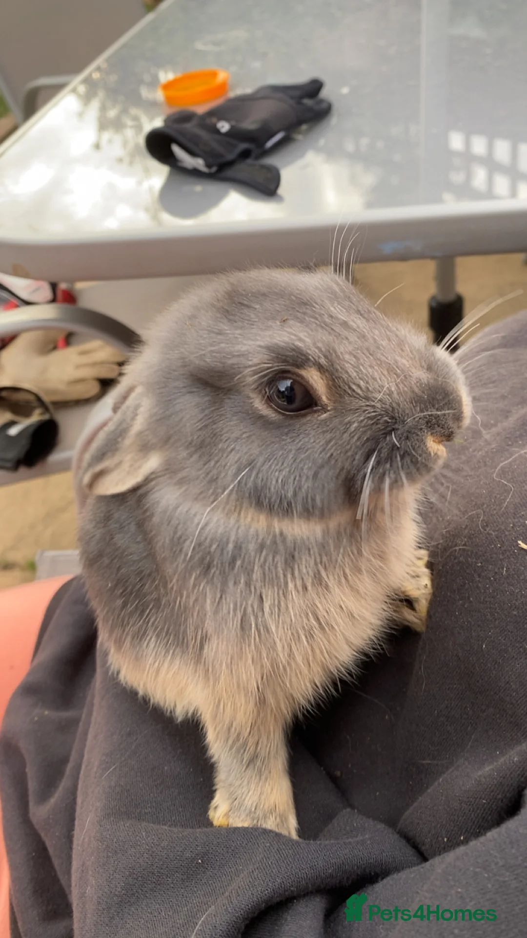 Mixed Breed rabbits for sale: 2 month old female rabbit  in Cranbrook - Advert 3