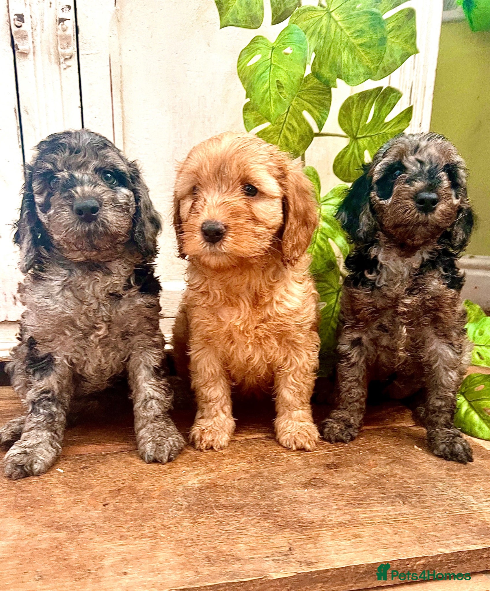 Cockapoo dogs Rare Blue Merle Cockapoo Puppies  - Advert 18