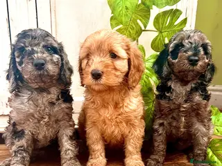 Cockapoo dogs Rare Blue Merle Cockapoo Puppies - Advert 6