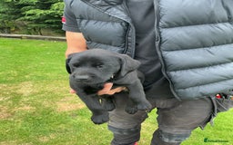 Labrador Retriever dogs for sale: KC registered Black Lab pups - Image 18