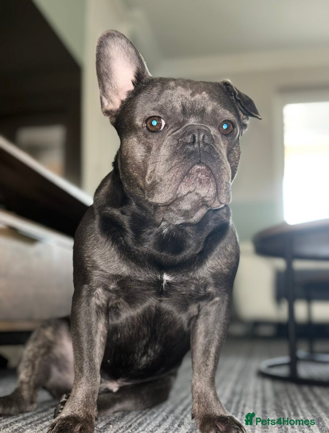English Bulldog dogs for sale: English bulldog and French bulldog - Image 3