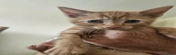 Mixed Breed cats for sale: Kittens for sale in Chesterfield - Advert 4