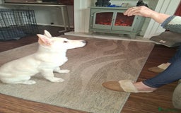German Shepherd dogs for sale: One white German shepherd pup for sale female  - Image 1