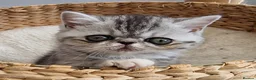 Exotic cats for sale: Adorable GCCF Registered Exotic Kittens  - Advert 1