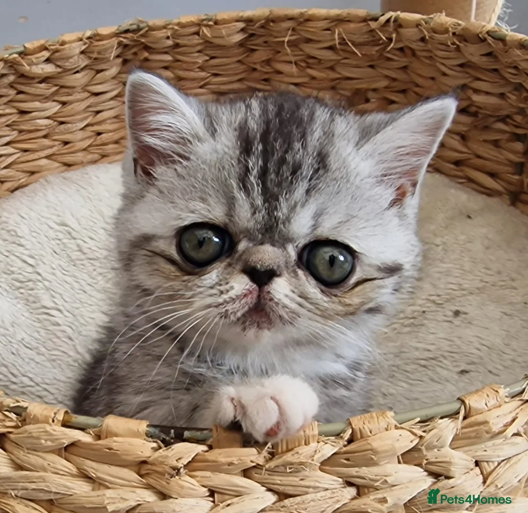 Exotic cats for sale: Adorable GCCF Registered Exotic Kittens  - Advert 1