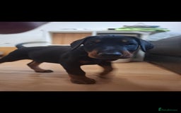 Dobermann dogs for sale: Beautiful Doberman puppies 3 boys 3 girls for sale - Image 21