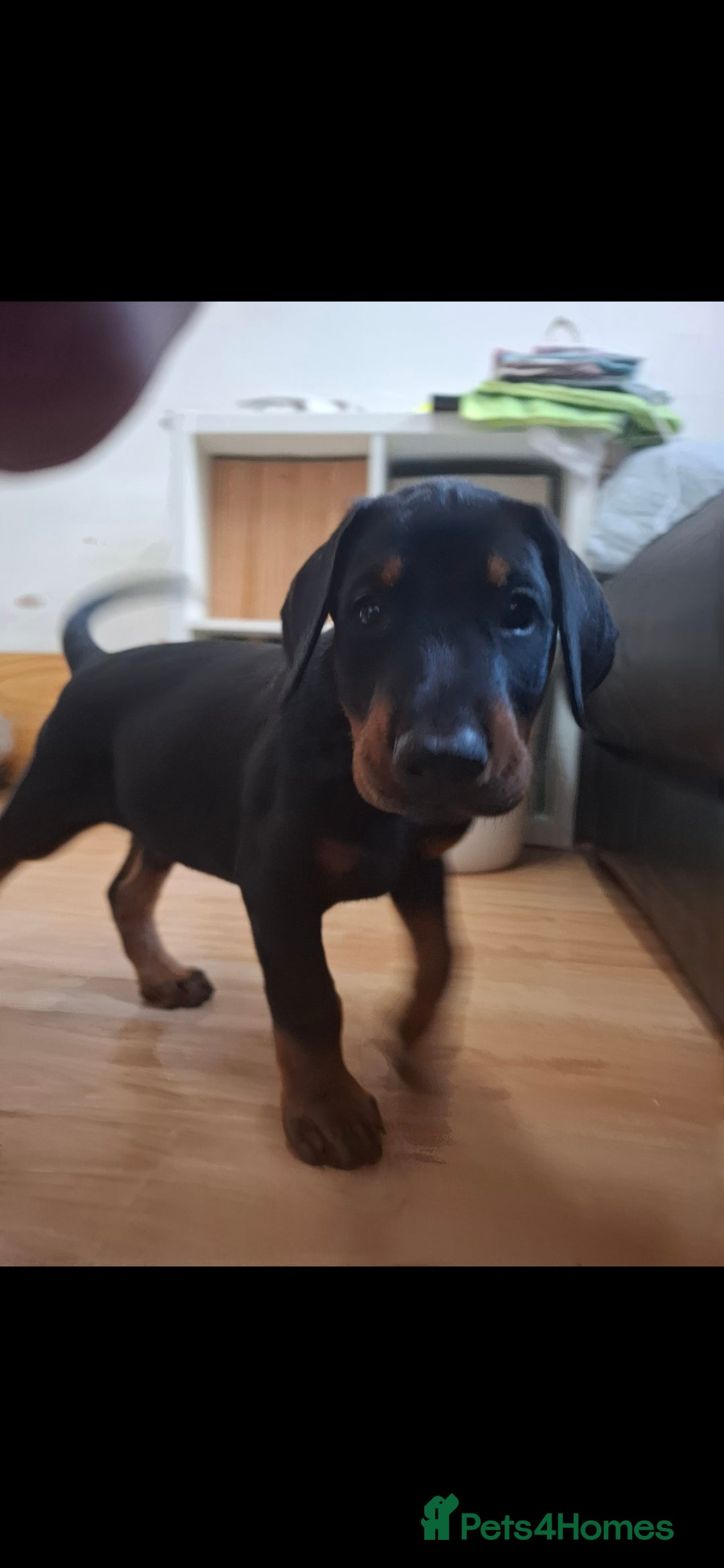 Dobermann dogs for sale: Beautiful Doberman puppies 3 boys 3 girls for sale - Image 21