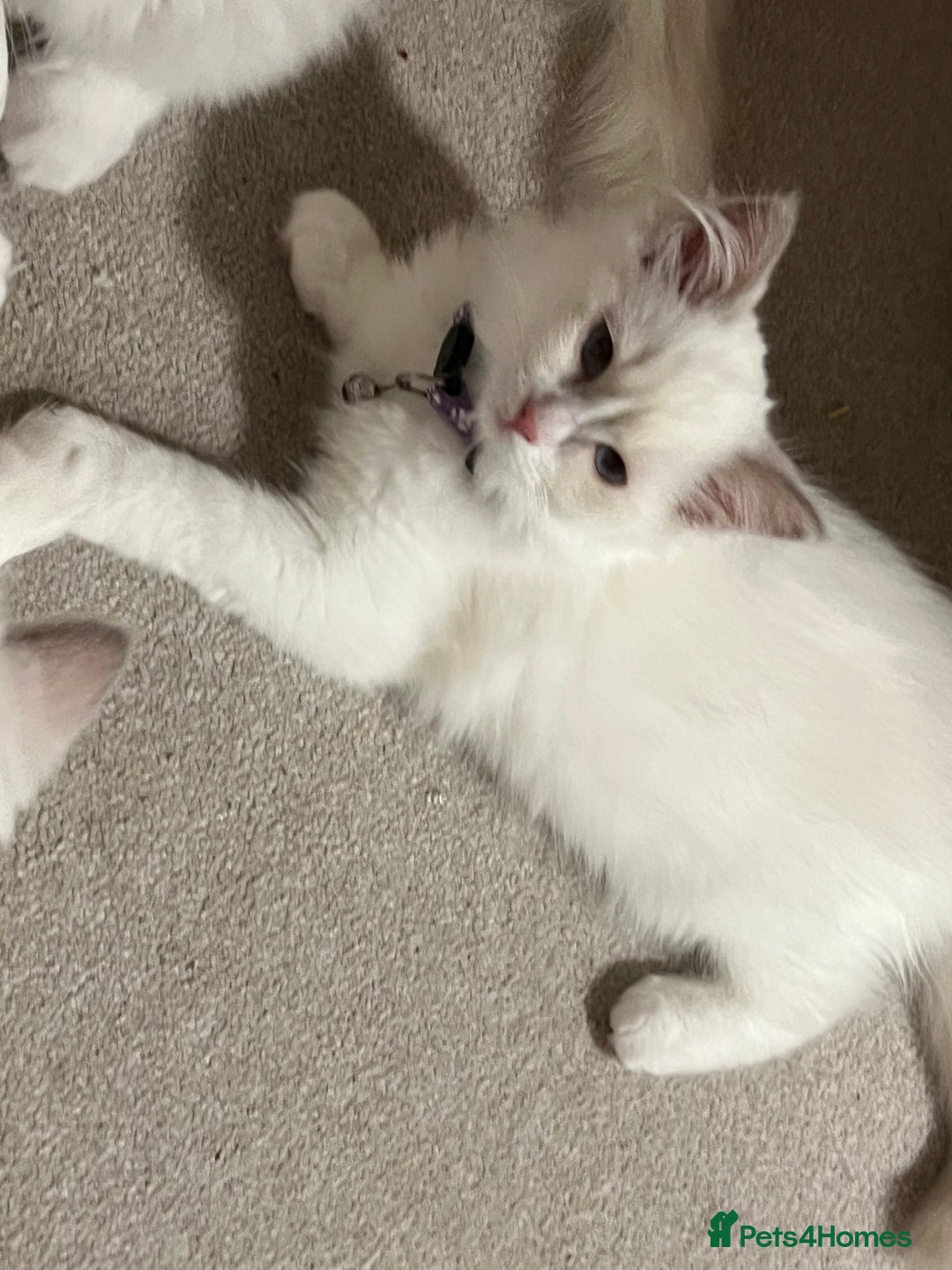 Ragdoll cats for sale: Rare blue+lilac bicolour + blue tortie kittens - Advert 13