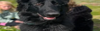 Sheprador 7