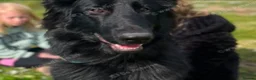 Sheprador dogs for sale: German shepherd x Labrador puppies READY NOW  in Ottery Saint Mary - Advert 6