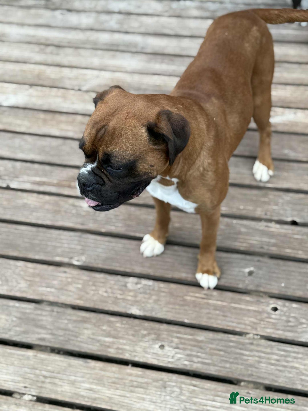 Boxer dogs for sale: 3 year old boxer dog  - Image 2
