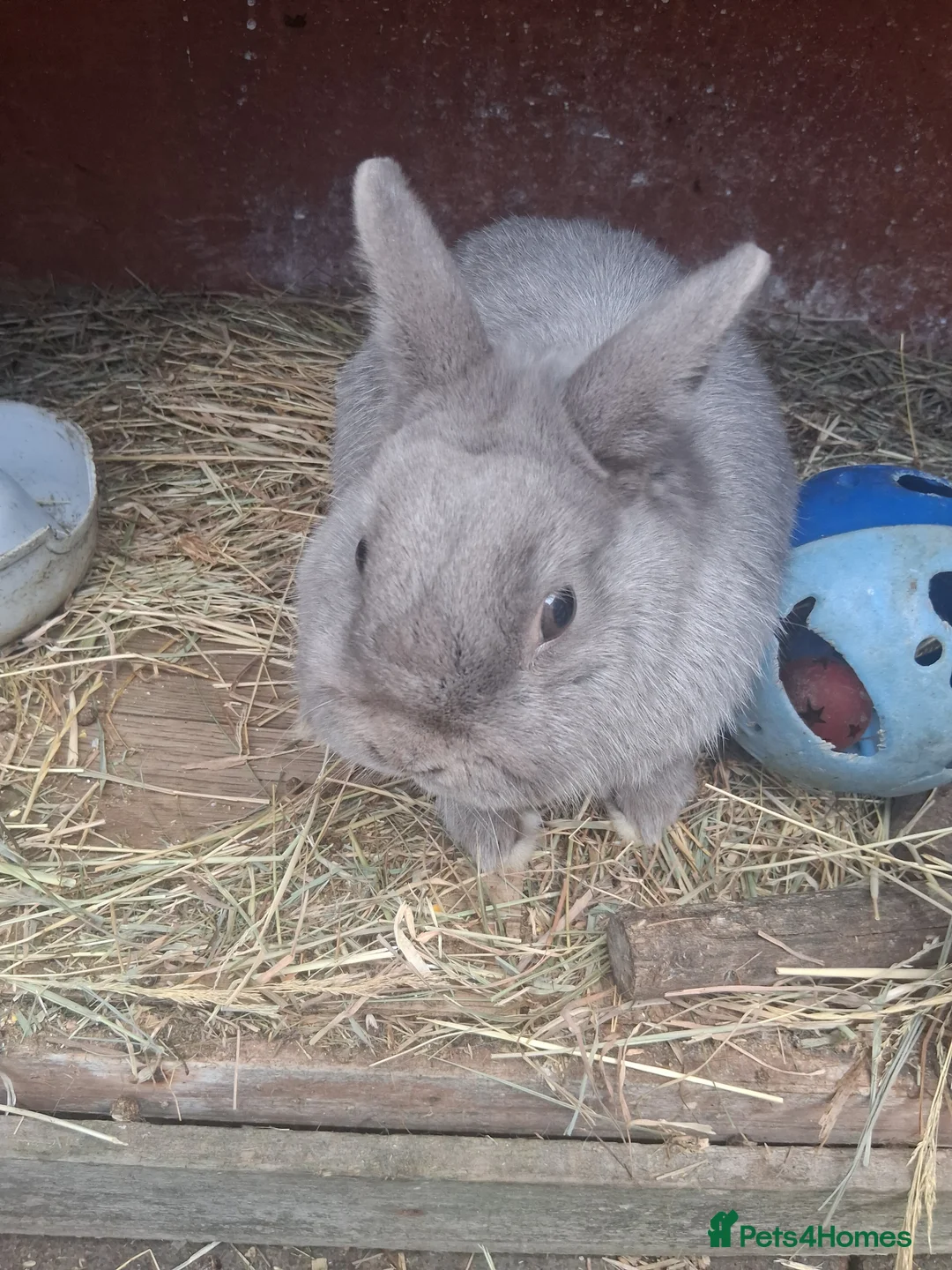 Mixed Breed rabbits for sale: Rabbits  - Advert 4