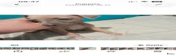 Mixed Breed dogs for sale: Whiggies. Whippet x Italuan greyhound - Advert 17