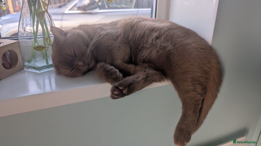British Shorthair cats for sale: Active GCCF cinnamon female  - Advert 11