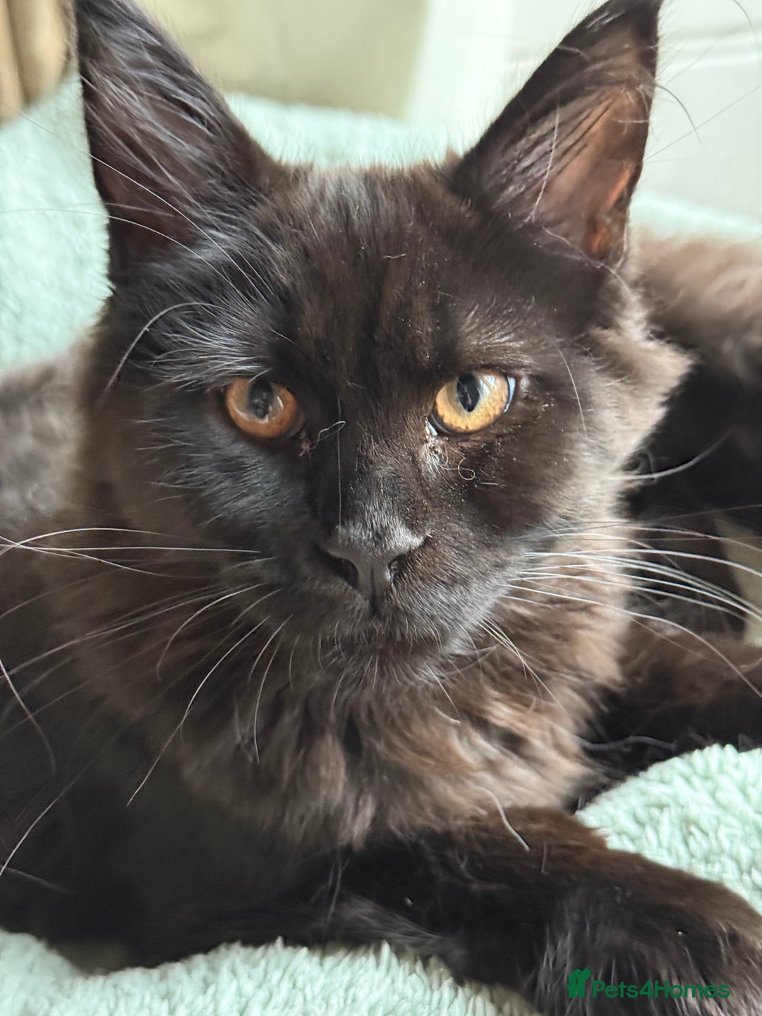 Maine Coon cats for sale: Pure Breed Female Maine Coons Available  in Paisley - Image 4