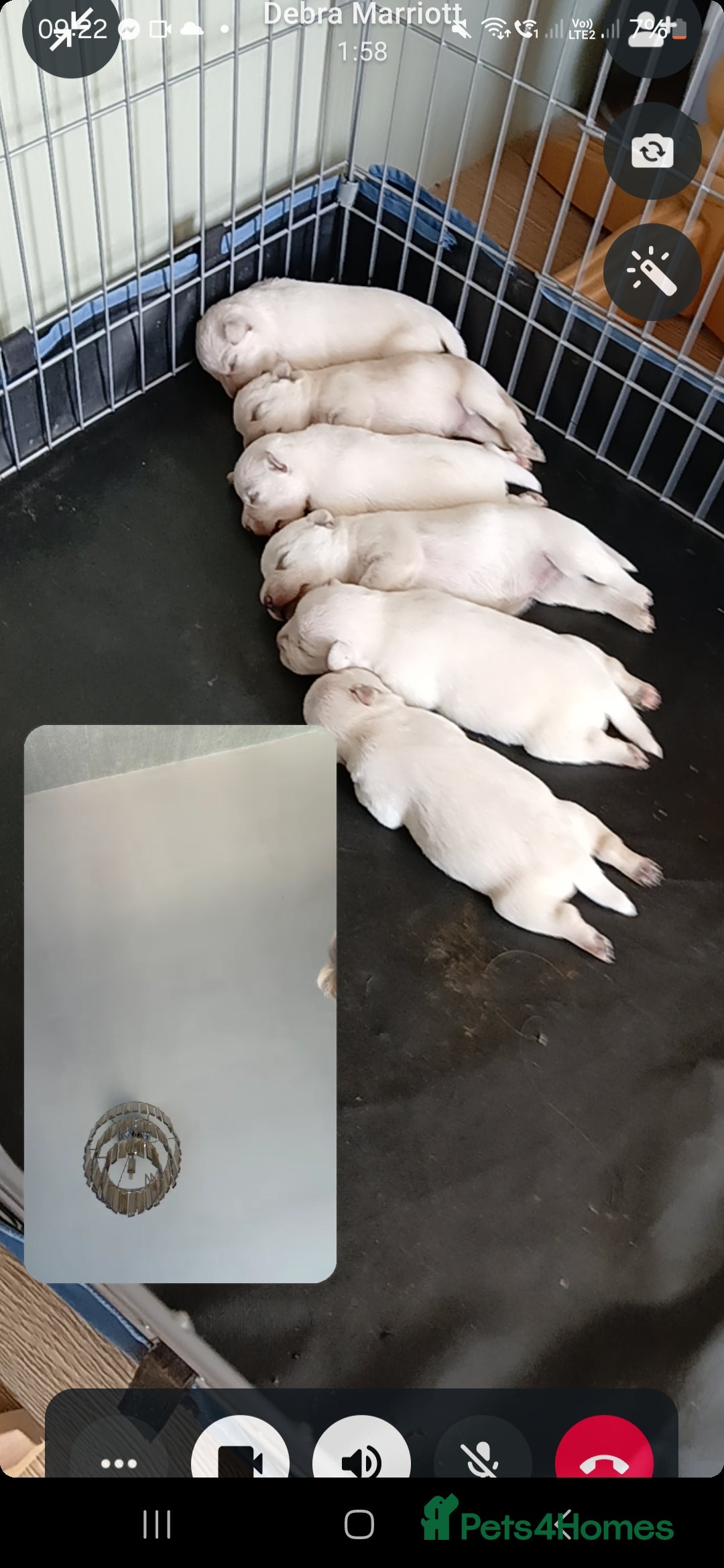 Miniature Schnauzer dogs for sale: Adorable white schnauzer puppies- ready soon! - Image 3