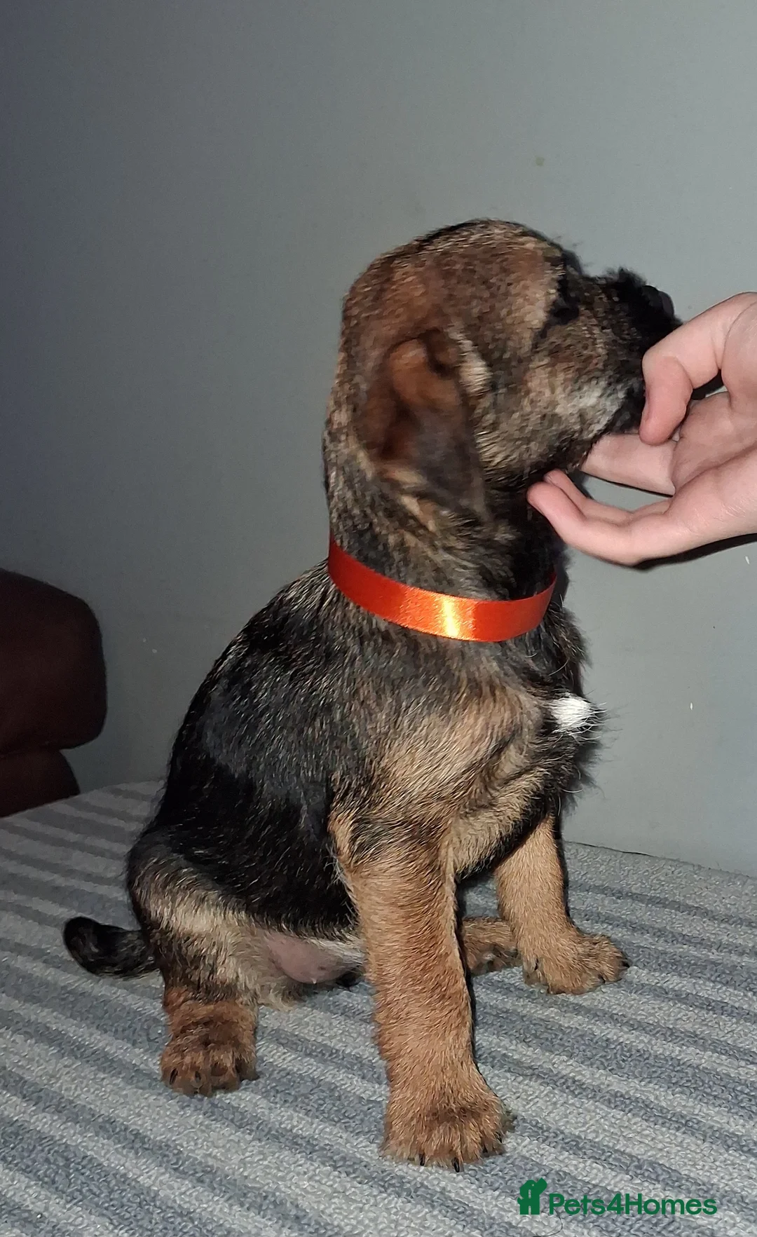 Border Terrier dogs for sale: Kc Reg Border Terrier Puppies  - Advert 21