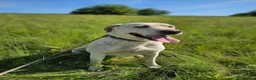 Labrador Retriever dogs for adoption: Bella – Beautiful 5-Year-Old Labrador Cross - Advert 3