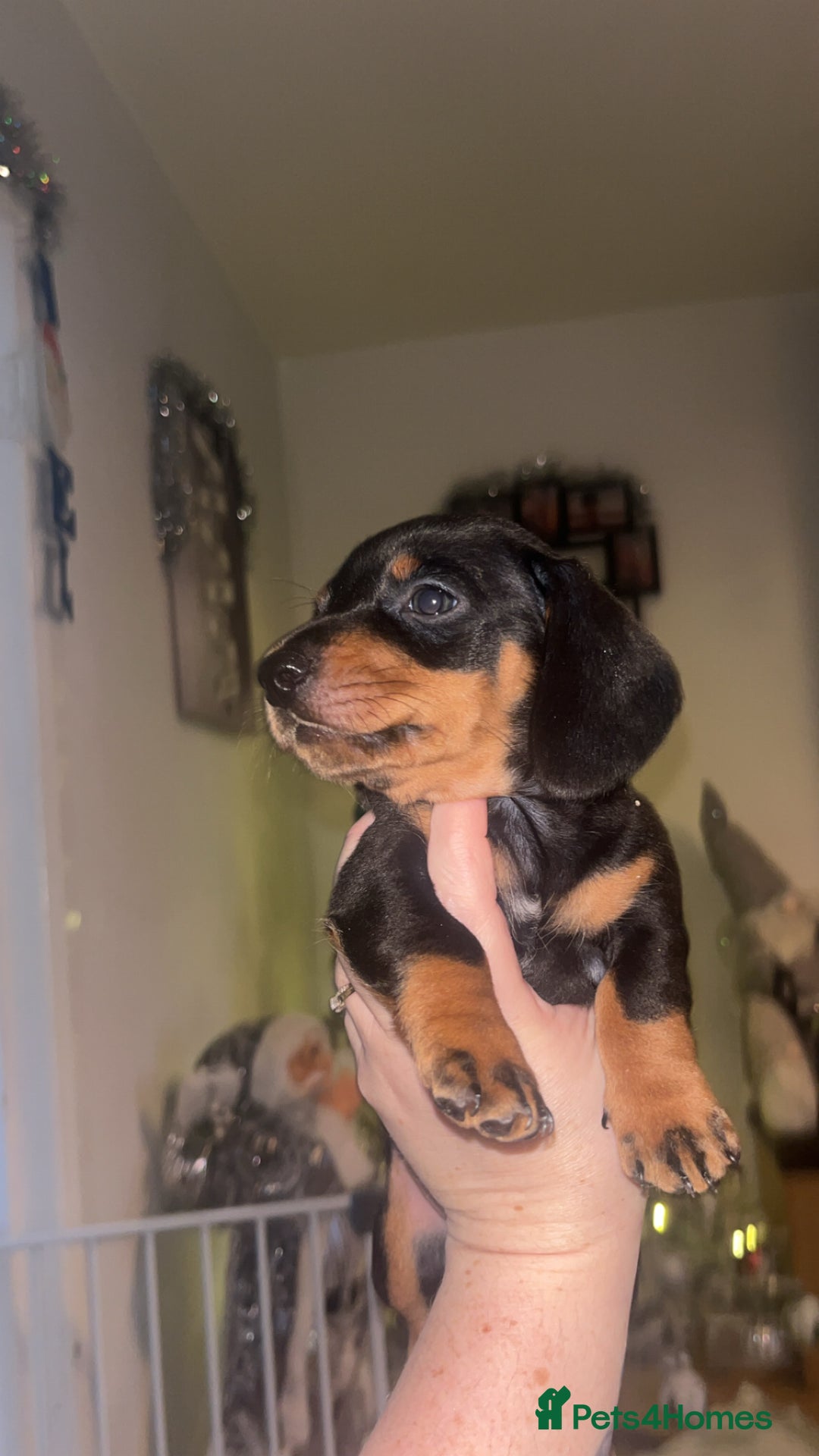 Dachshund dogs for sale: Exceptional Puppies 1 Boy boy left  - Advert 19