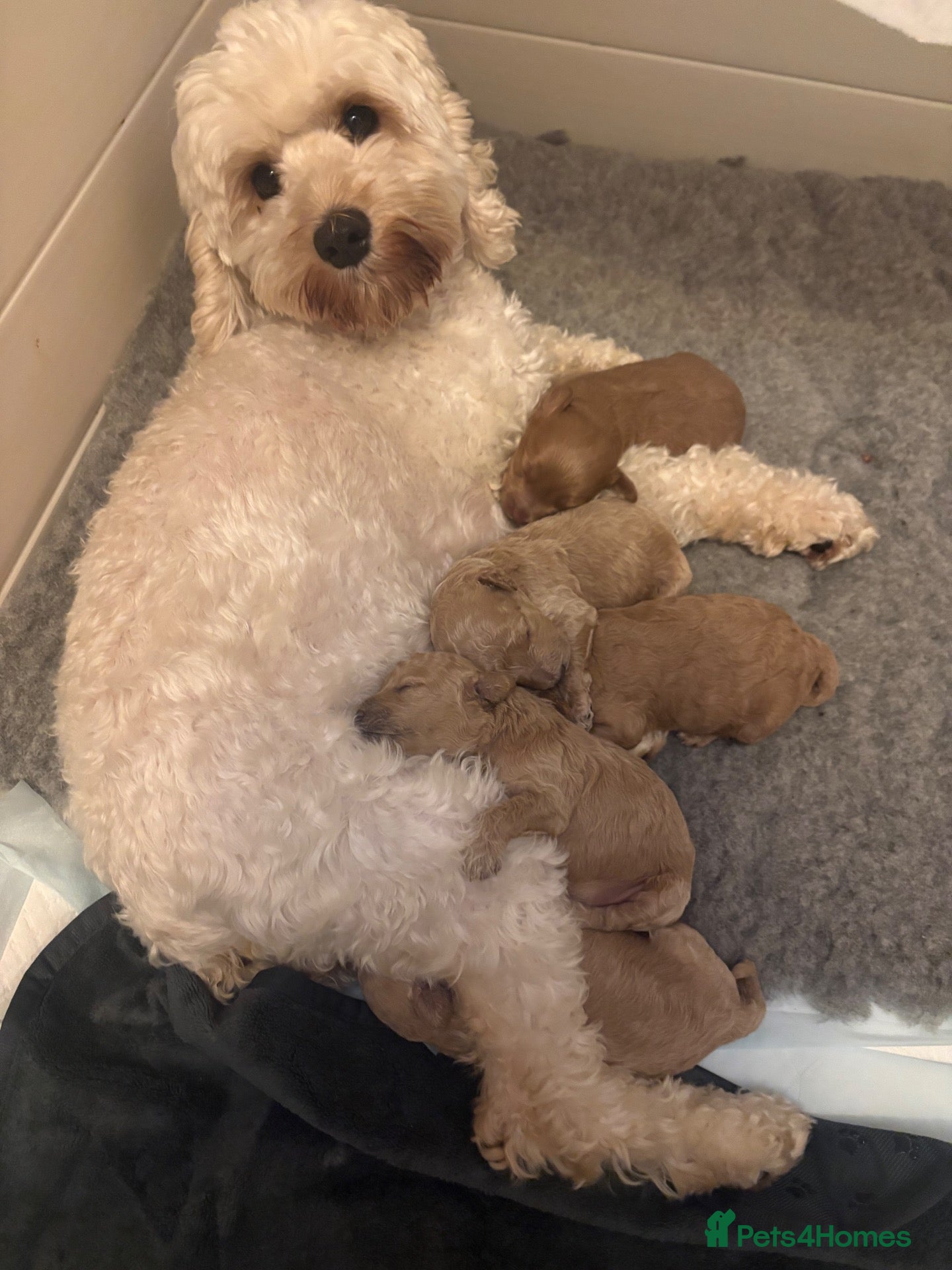 Cockapoo dogs for sale: GORGEOUS GOLD & RED MINIATURE COCKAPOO PUPPIES  - Advert 2