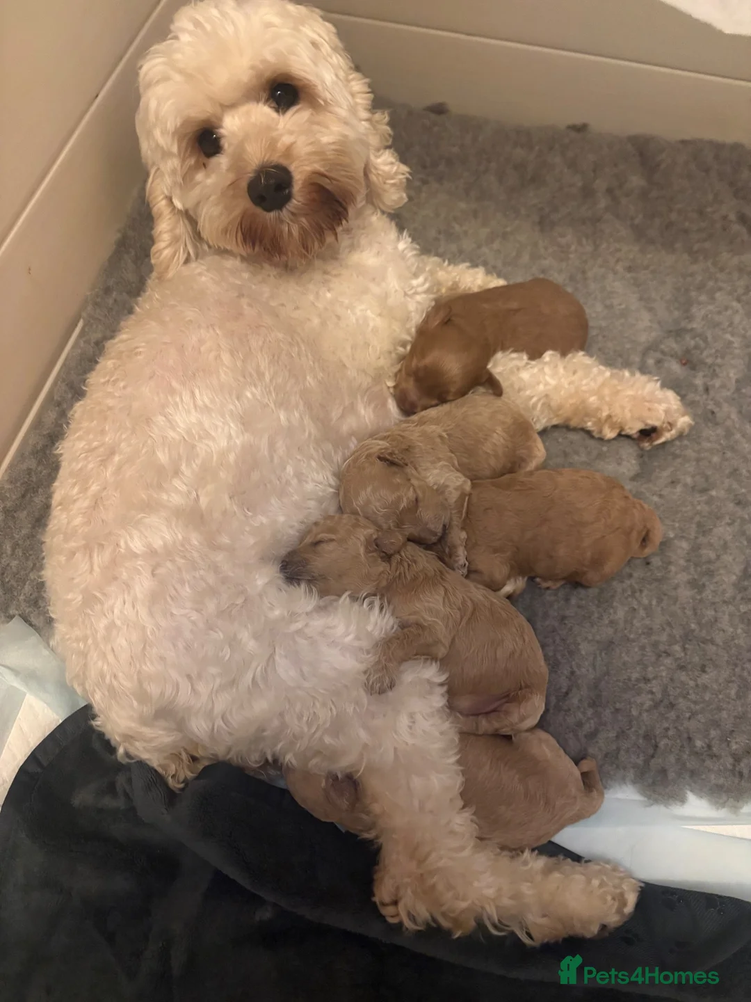 Cockapoo dogs for sale: GORGEOUS GOLD & RED MINIATURE COCKAPOO PUPPIES  in Northwich - Advert 1