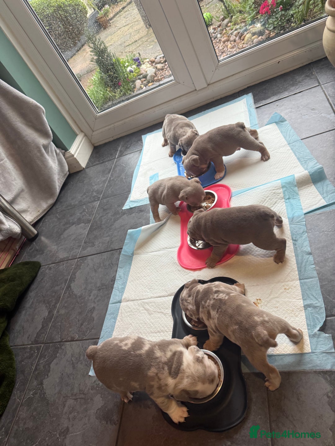 English Bulldog dogs for sale: ✨ Exceptional Bulldog Puppies Available ✨ - Advert 5