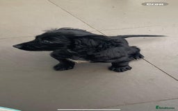 Cocker Spaniel dogs for sale: Beautiful Puppies ready for forever home 🏠  - Advert 5