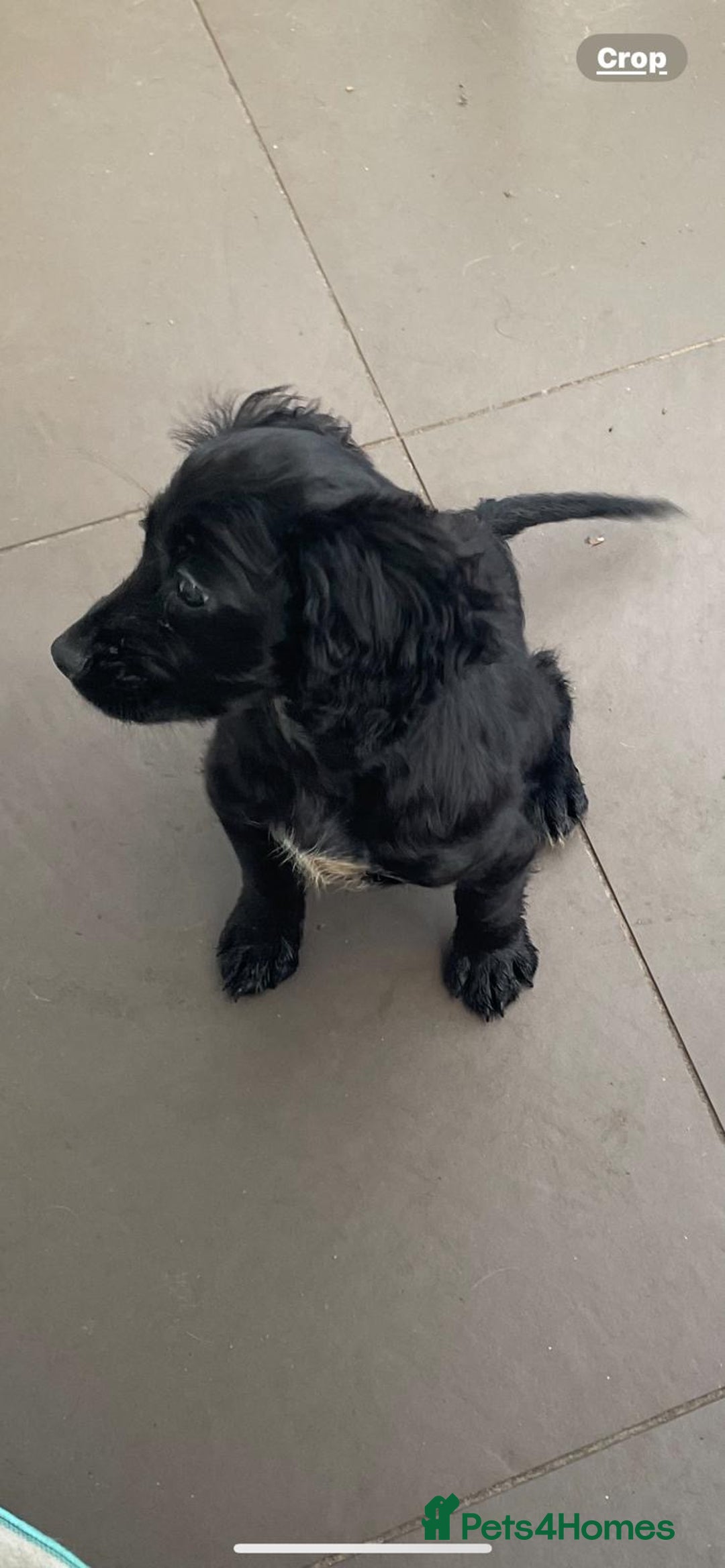 Cocker Spaniel dogs for sale: Beautiful Puppies ready for forever home 🏠  - Advert 5