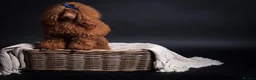 Cavapoo dogs for sale: F1 Red Toy Cavapoo Puppies 5* home bred DNA  - Advert 31