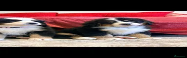 Bernese Mountain Dog 4
