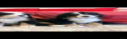 Bernese Mountain Dog dogs for sale: Kc reg bernese mountain pup's  - Advert 7