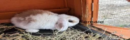 Mini Lop rabbits for sale: Beautiful mini lop rabbits for sale - Advert 7