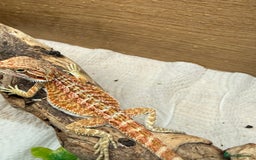 Bearded Dragon reptiles for sale: 🔥🔥🔥 BABY BEARDED DRAGONS 🔥🔥🔥 READY 2 GO 🔥🔥 - Image 14