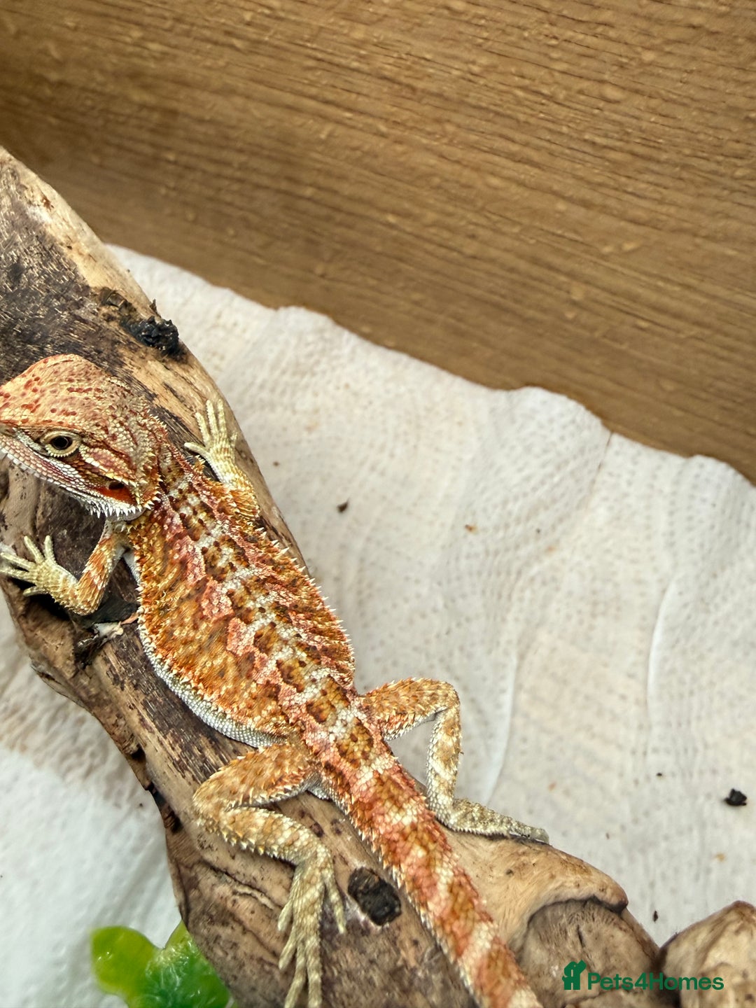 Bearded Dragon reptiles for sale: 🔥🔥🔥 BABY BEARDED DRAGONS 🔥🔥🔥 READY 2 GO 🔥🔥 - Image 14