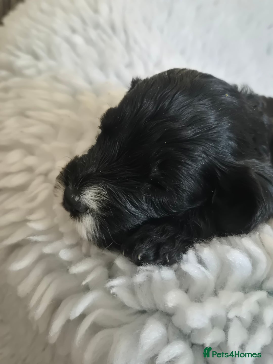 Cockapoo dogs for sale: cockapoo - Image 25