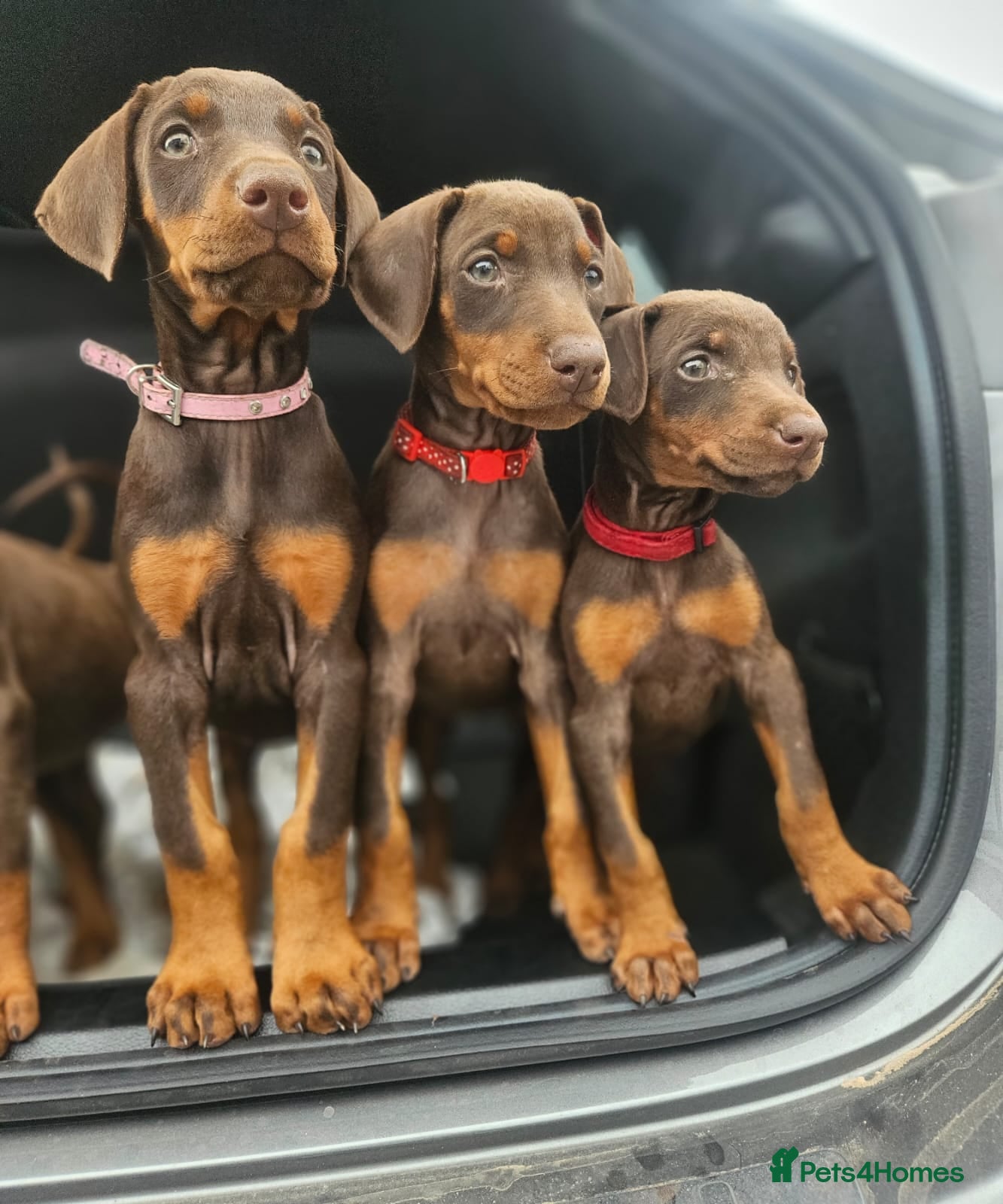Dobermann dogs 🔥Ready now Top Quality 🏆 KC Registered pup's 🐾 - Advert 8