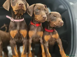 Dobermann dogs 🔥Ready now Top Quality 🏆 KC Registered pup's 🐾 - Advert 8