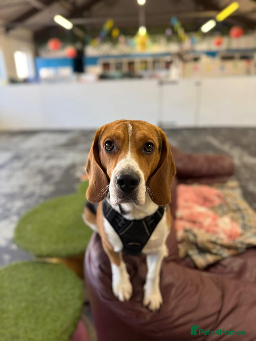 Beagle dogs for stud: Pablo The Beagle STUD in Bolton - Advert 8