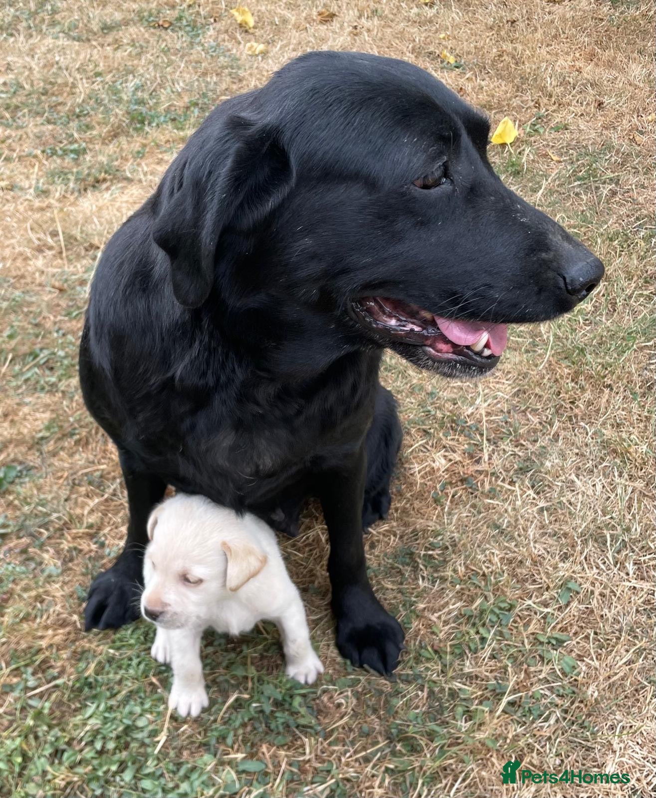 Labrador Retriever dogs Beautiful Yellow Female KC Registered Puppy - Advert 1