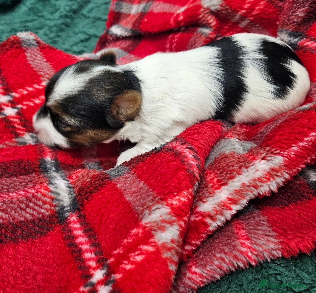 Yorkshire Terrier dogs for sale: Two beautiful Yorkshire Terrier (Biewer) puppies - Advert 9