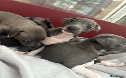 Italian Greyhound dogs for sale: Classic Italian greyhound babies  - Image 21