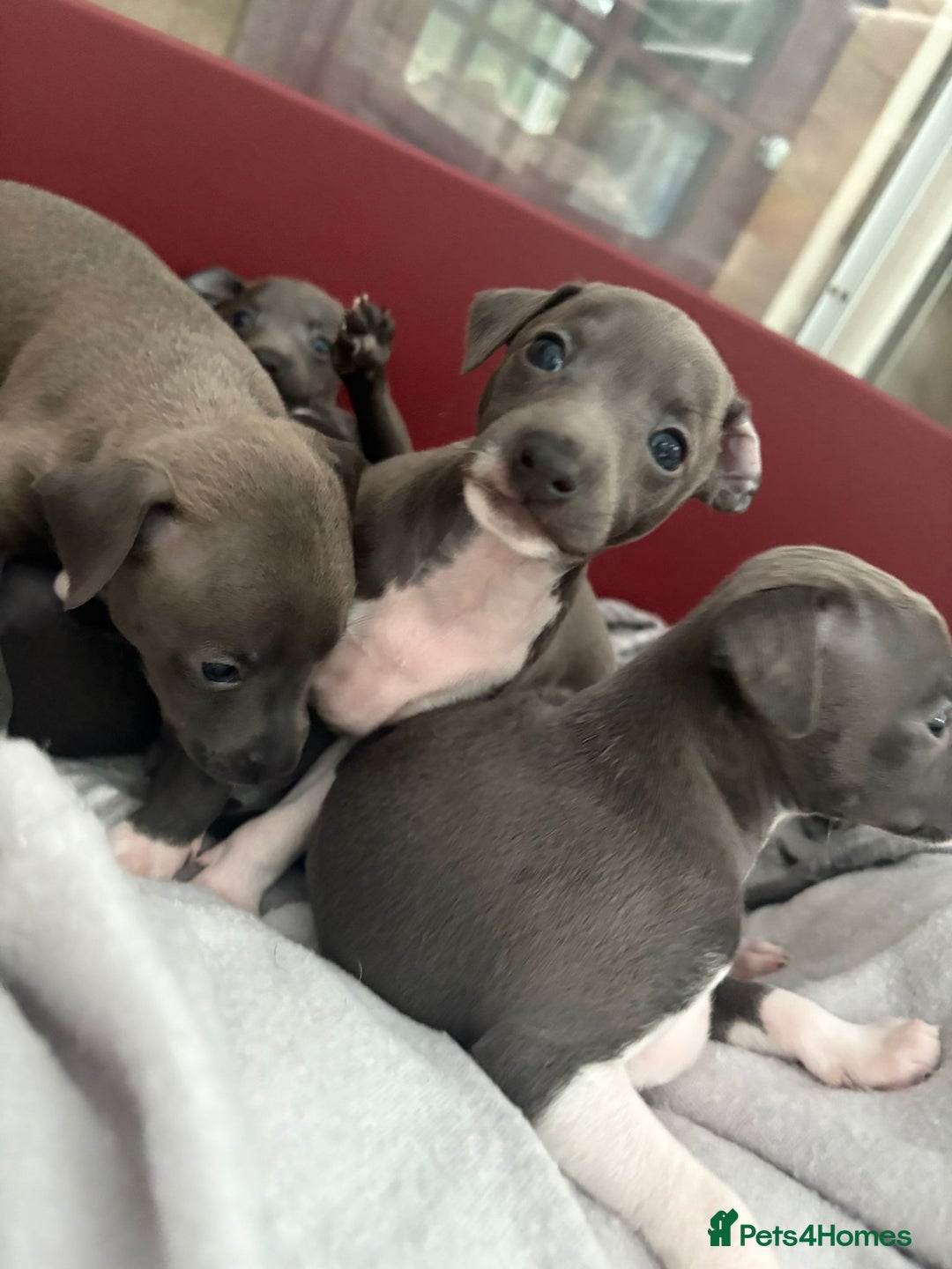 Italian Greyhound dogs for sale: Classic Italian greyhound babies  - Image 21