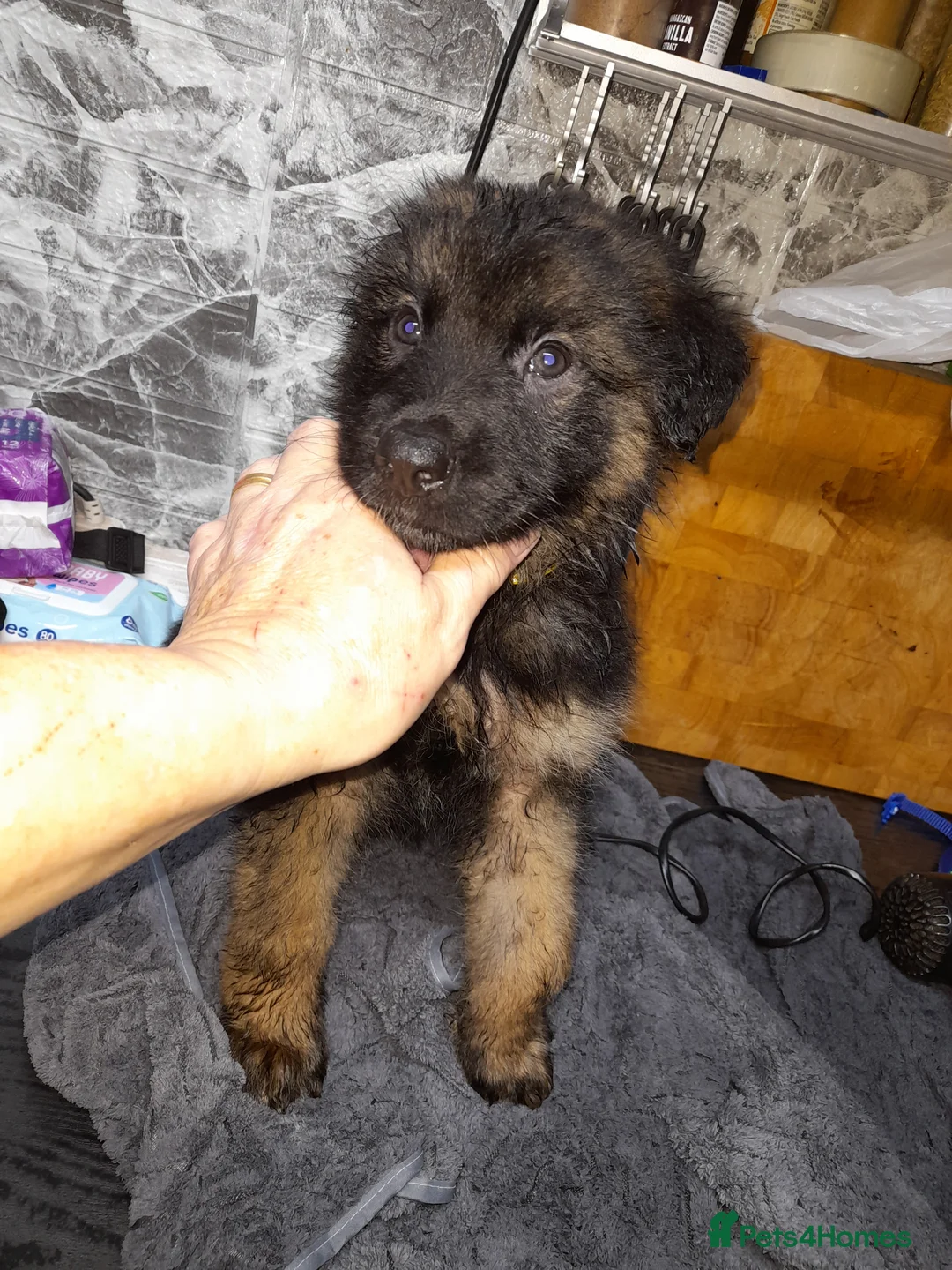 German Shepherd dogs for sale: German shepherd pups - Advert 6