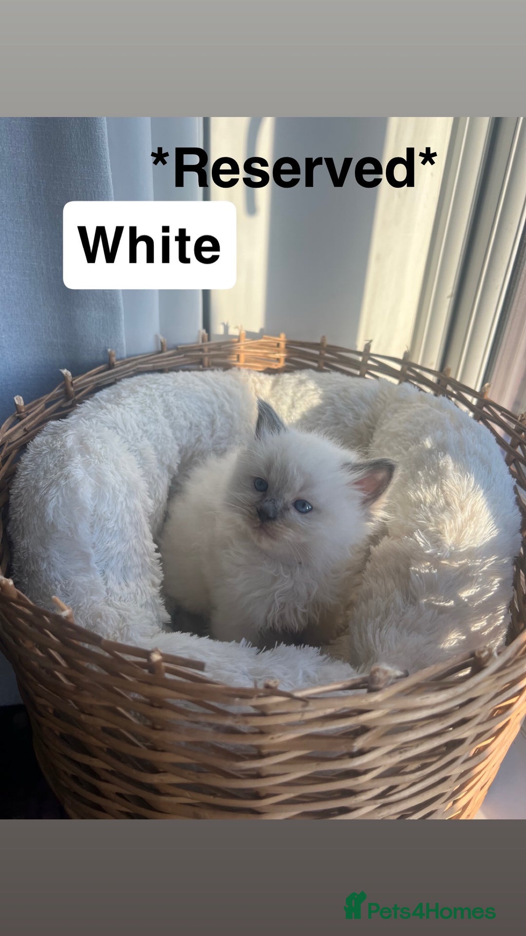 Ragdoll cats for sale: 🤍5 gorgeous female ragdoll kittens for sale🤍 - Advert 11
