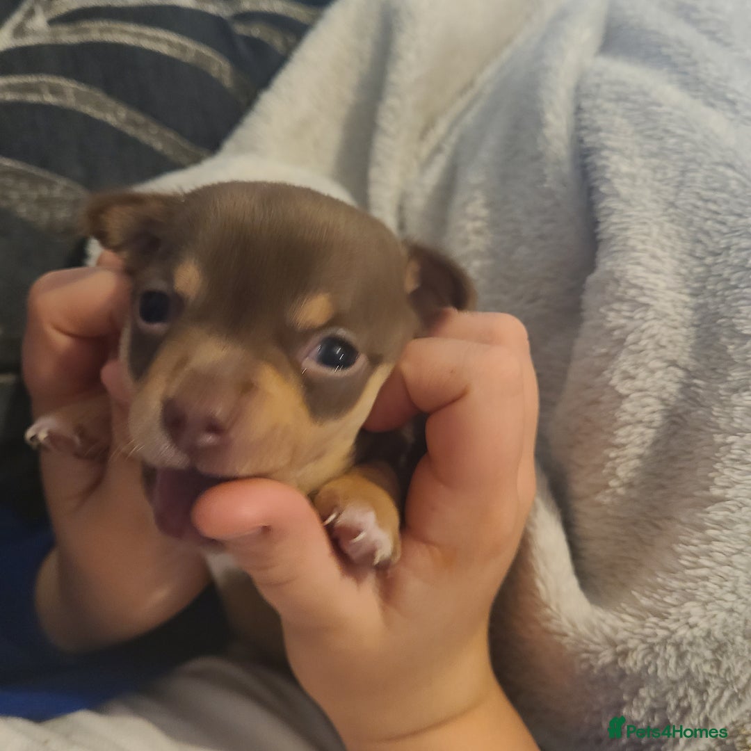 Chihuahua dogs for sale: Smooth coat chihuahua  - Image 9