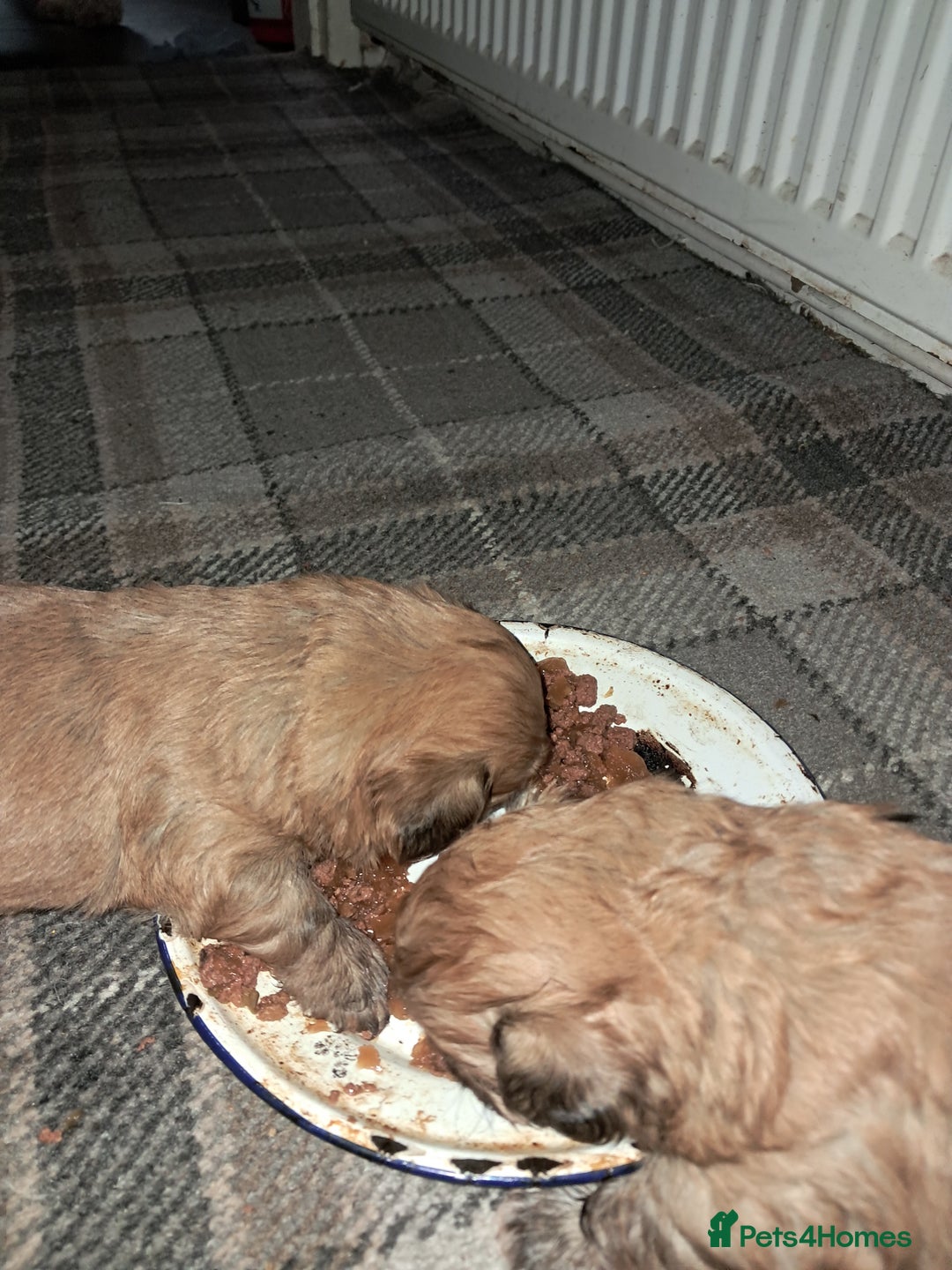 Zuchon dogs for sale: Zuchon pupp - Image 16