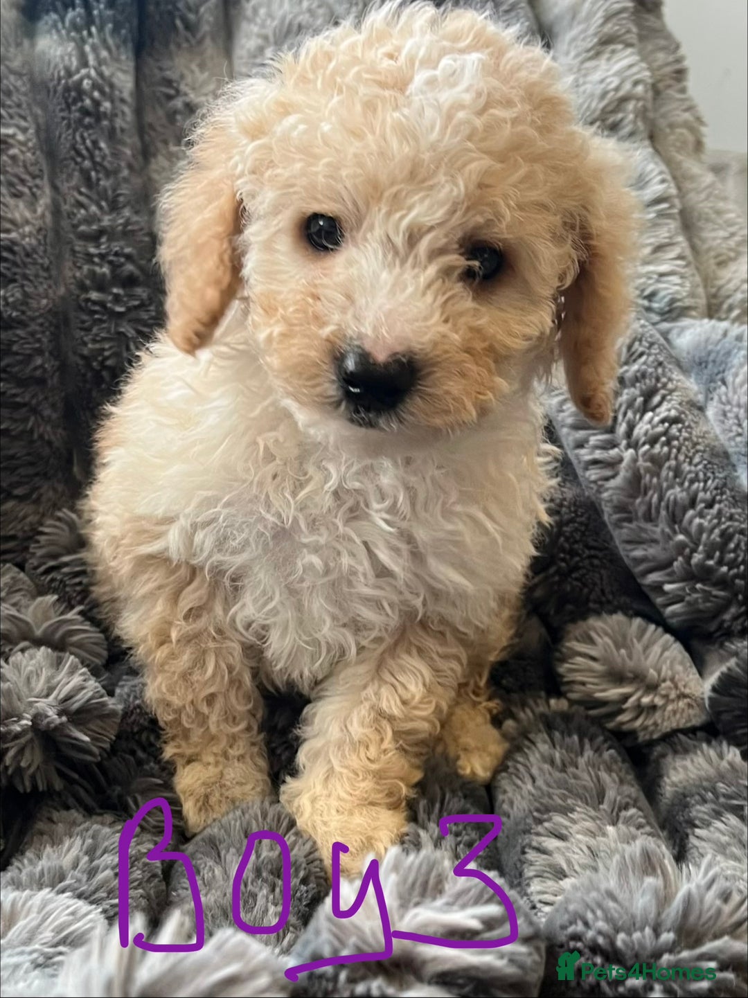 Miniature Poodle dogs for sale: Minature poodles (PRA Clear) - Advert 4