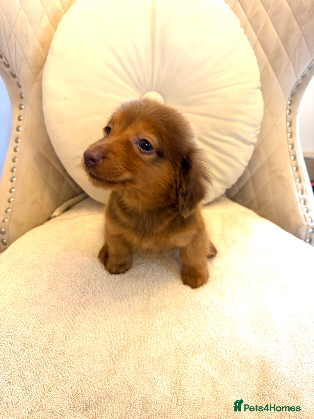 Miniature Dachshund dogs for sale: Dachshund puppy only 1 Boy still available  - Advert 28